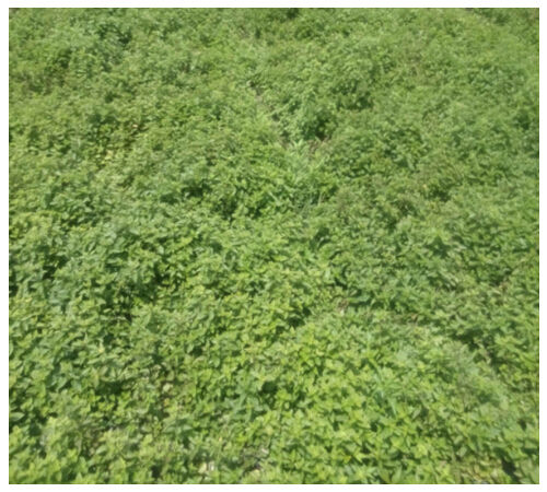 广州王老吉药业股份有限公司官方网站::怕上火就喝王老吉